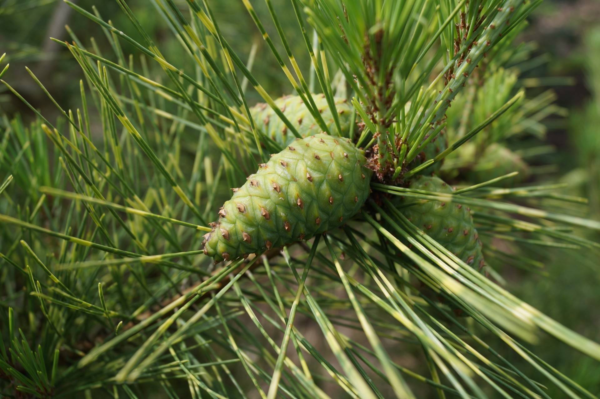 Pinus densiflora Oculus-draconis_01